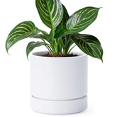 Phoenix Vine vista frontal de la maceta mate para decoración interior