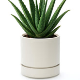 Phoenix Vine vista frontal de la maceta oatmeal, diseño elegante y práctico