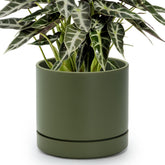 Phoenix Vine maceta frontal oliva mostrando su forma cilíndrica y estética moderna