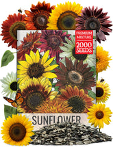 Seed Needs paquete frontal con mezcla Crazy Blend y beneficios de color