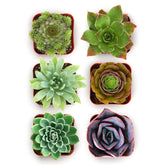 Shop Succulents pack frontal con seis echeverias en macetas 2" mostrando variedad y lista para regalar