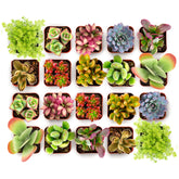 Shop Succulents pack frontal de 20 mini suculentas listas para decorar y regalar