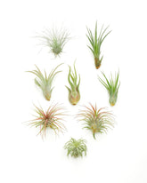 Shop Succulents frente del surtido de 8 Tillandsia, ideal para regalar