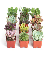 Shop Succulents pack de 12 suculentas frente en macetas listas para regalo y decoración