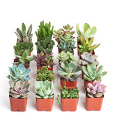 Shop Succulents vista frontal del pack de 20 suculentas en macetas, ideal para decoraciones