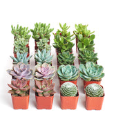 Shop Succulents pack frontal con 20 mini suculentas, ideal para decorar