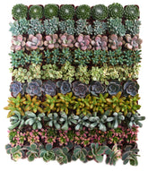Shop Succulents vista frontal del pack de 32 suculentas mostrando variedad y beneficio decorativo