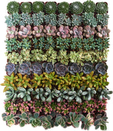 Shop Succulents pack frontal con mini suculentas en macetas, añade color fácil
