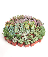 Shop Succulents pack frontal con 100 suculentas mini listo para eventos y decoración