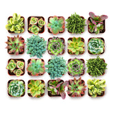 Shop Succulents pack frontal en macetas de 2 pulgadas, ideal para regalos
