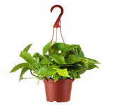 Shop Succulents Pothos Devil's Ivy vista frontal en maceta de 6 pulgadas, ideal para colgar