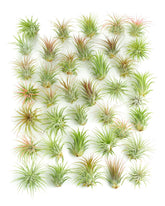 Shop Succulents tillandsia ionantha frontales mostrando variedad y fácil colocación