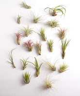 Shop Succulents empaque frontal mostrando 30 Tillandsia para decoración inmediata