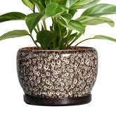 SQOWL maceta frontal blanca elegante que realza la planta y el espacio