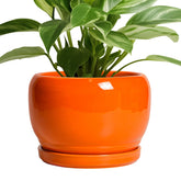 SQOWL maceta frontal naranja mostrando diseño moderno y acabado brillante