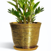 SUNPOTFOR maceta frontal dorada mostrando diseño y elegancia