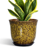 SUNPOTFOR maceta frontal amarilla que realza cualquier planta