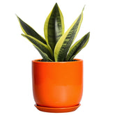 SUNPOTFOR maceta frontal naranja muestra diseño moderno y facilidad de uso