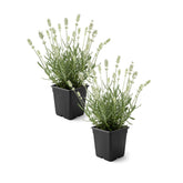 The Three Company lavanda blanca vista frontal mostrando flores blancas y porte compacto