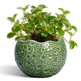 Thirtypot vista frontal de maceta cerámica, elegante y resistente
