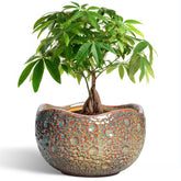 Thirtypot vista frontal de la maceta cerámica, aporta estilo decorativo