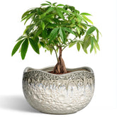 Thirtypot vista frontal de la maceta beige-gris, aporta estilo y estabilidad