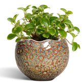 Thirtypot vista frontal de la maceta cerámica con acabado speckled-brown y diseño atractivo