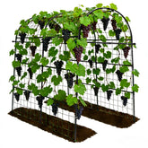 Trellume arco frontal mostrando estructura robusta y paso amplio