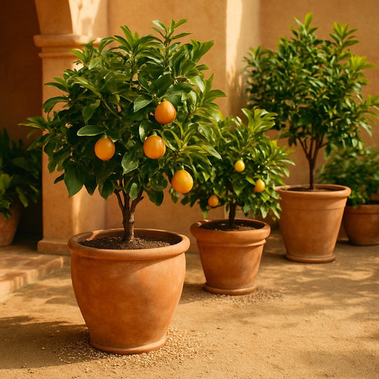 Cítricos en maceta con fertilizante granulado