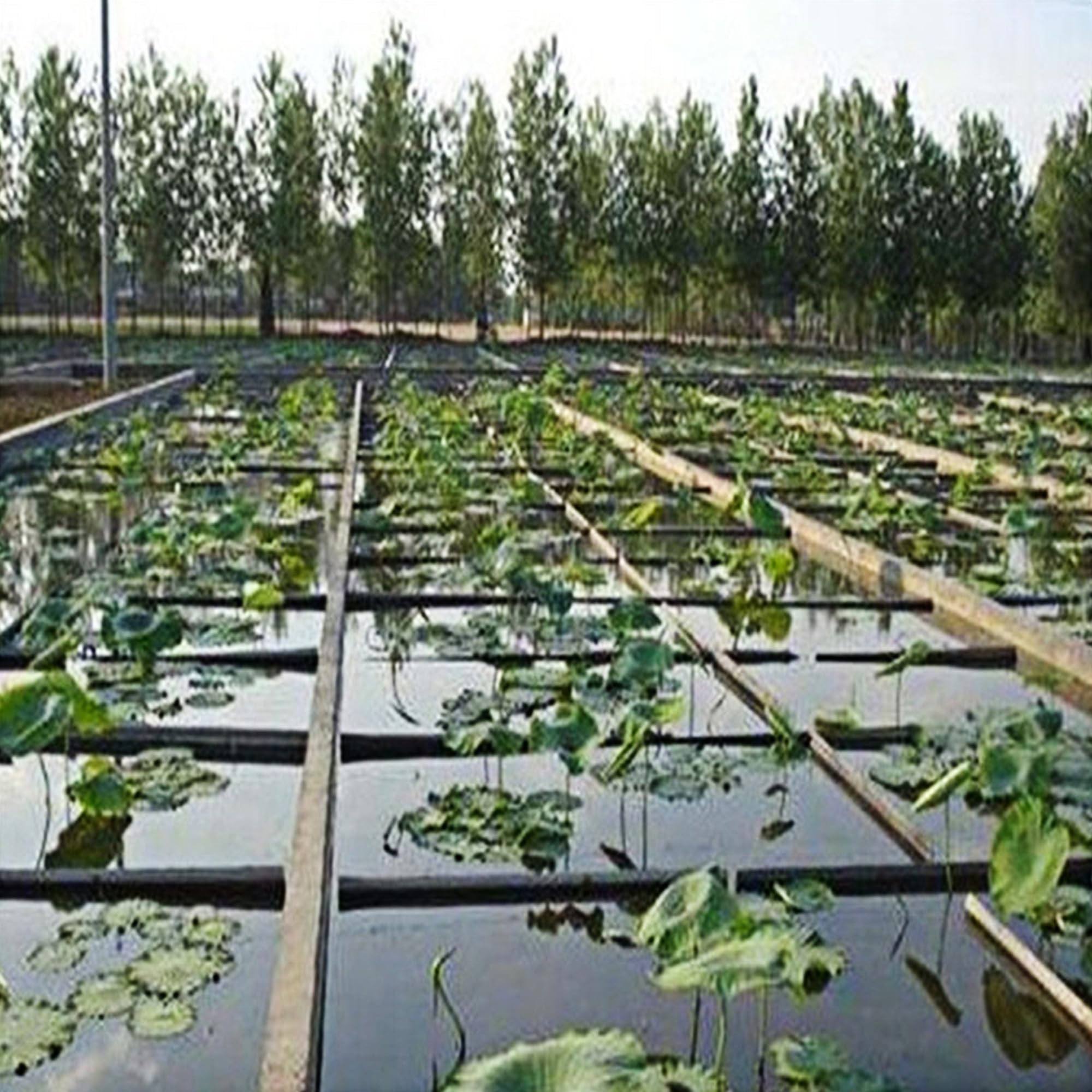 Adroiteet estanque koi terminado mostrando agua clara y ambiente seguro