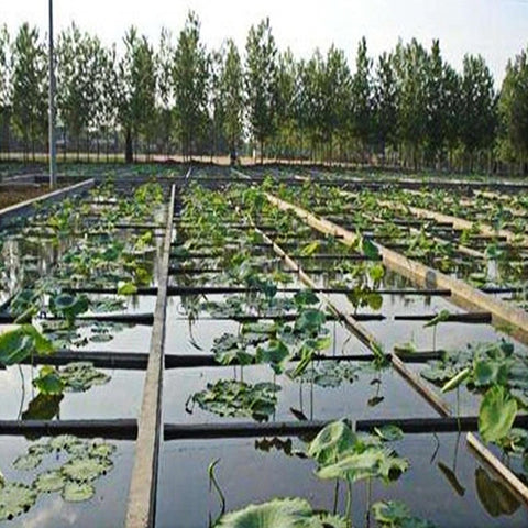 Adroiteet estanque koi terminado mostrando agua clara y ambiente seguro