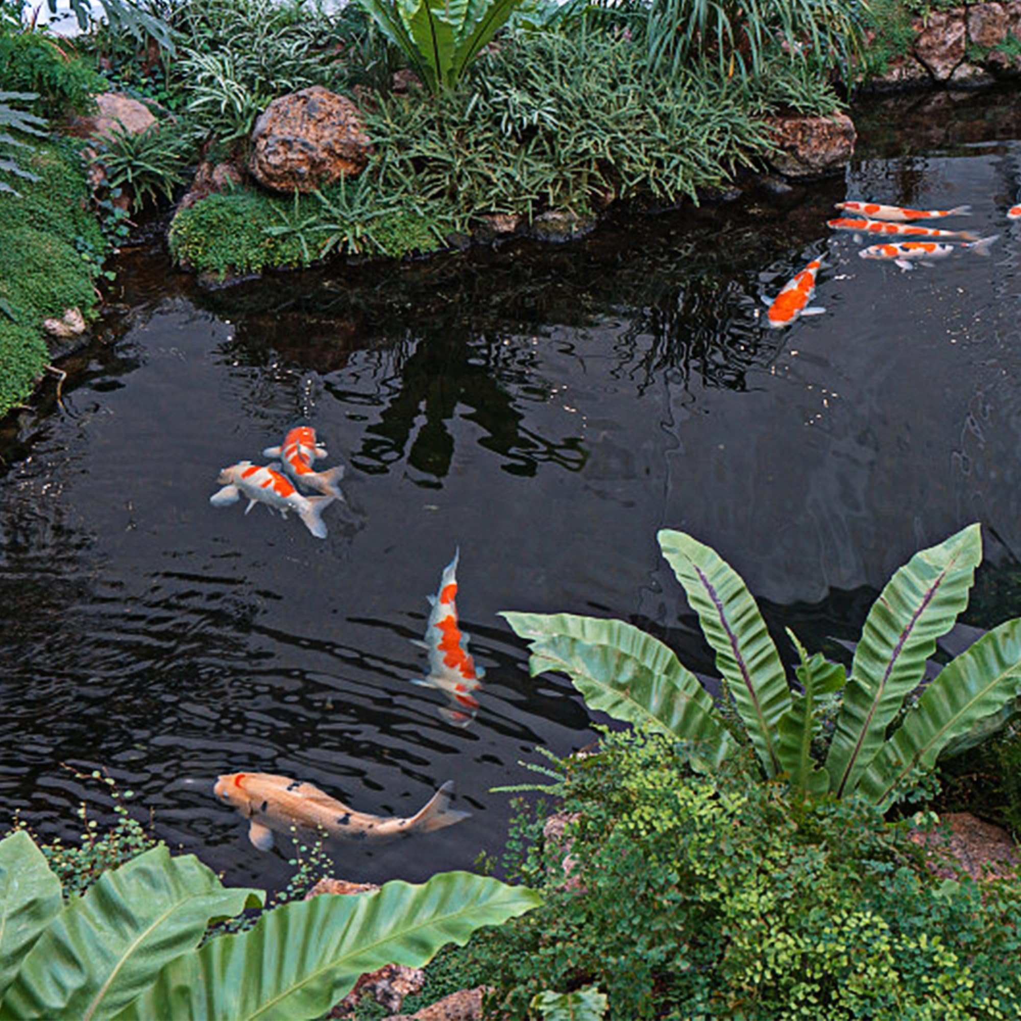 Adroiteet estanque de koi con lona, mantiene agua limpia