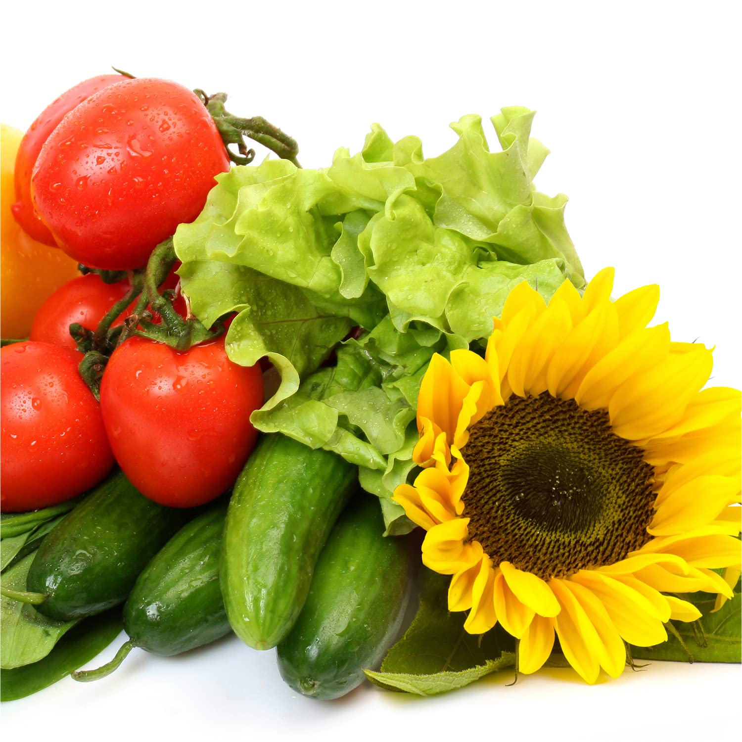 AeroGarden componentes con etiquetas y nutriente 3 oz para cultivos consistentes