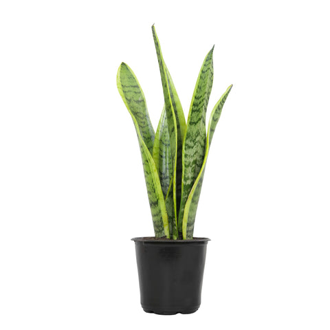 Altman Plants en ambiente de sala aportando altura y estilo decorativo