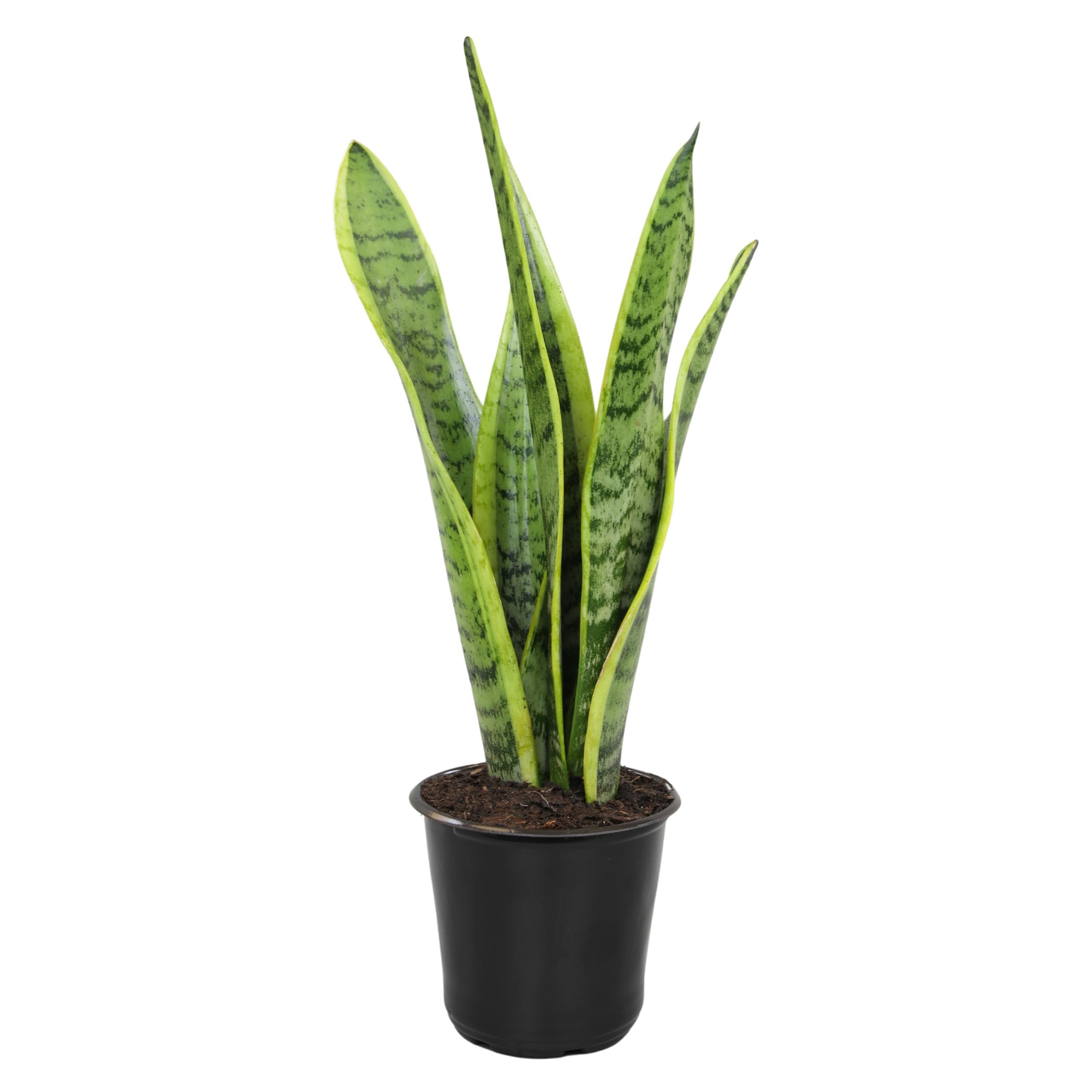 Altman Plants vista frontal en maceta mostrando porte y forma, fácil decoración