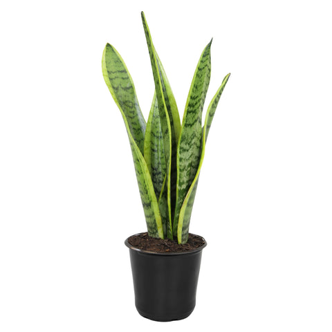 Altman Plants vista frontal en maceta mostrando porte y forma, fácil decoración