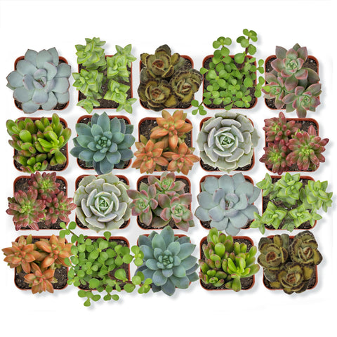 Altman Plants pack 20 suculentas frontal mostrando variedad y calidad