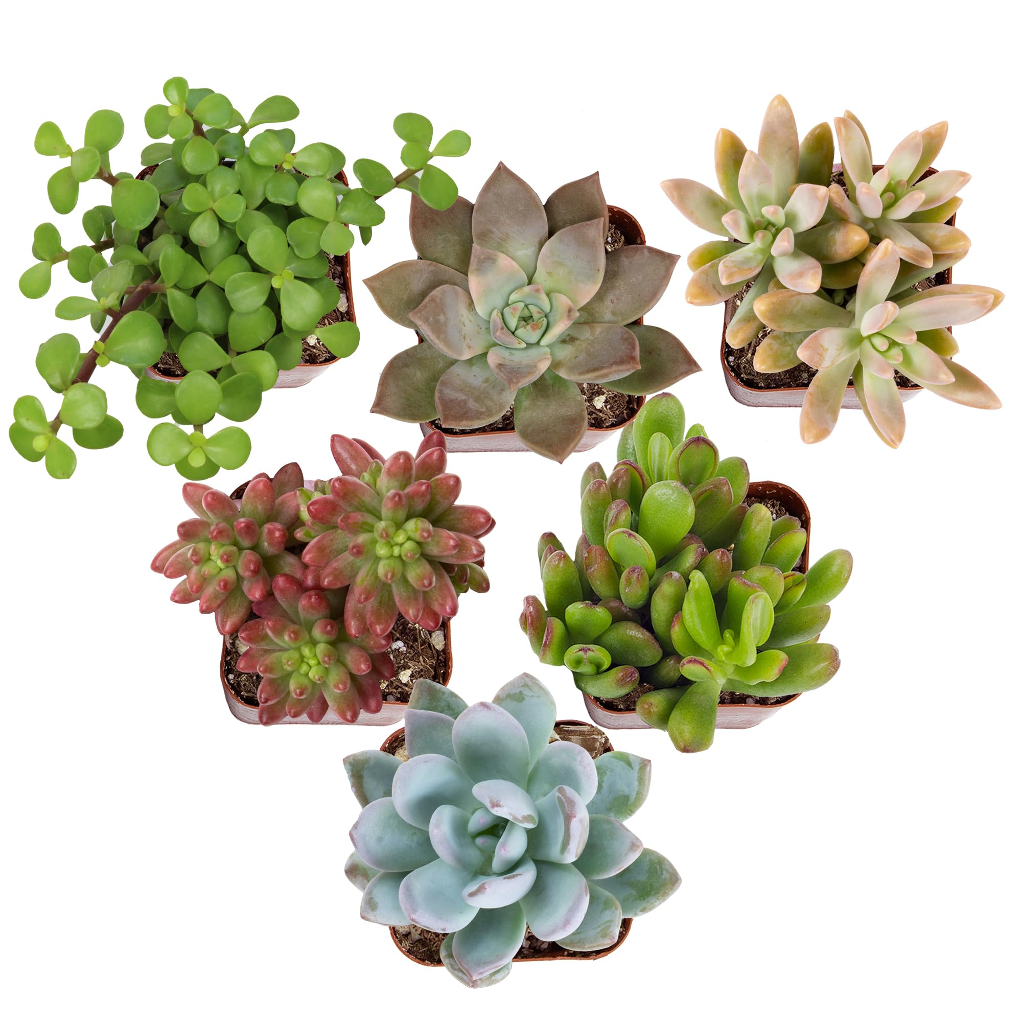 Altman Plants pack frontal mostrando seis suculentas diferentes y atractivo visual