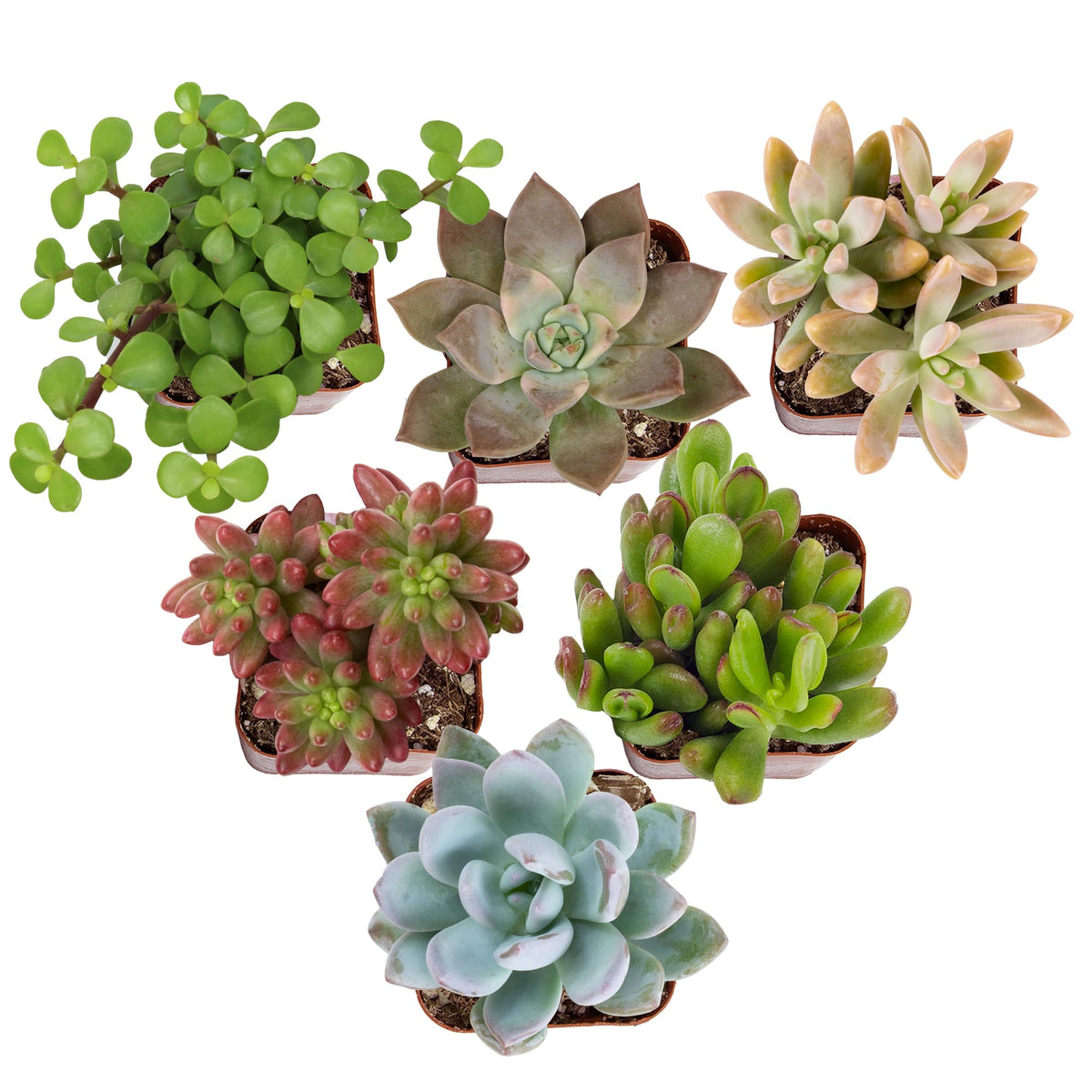 Altman Plants pack frontal mostrando seis suculentas diferentes y atractivo visual