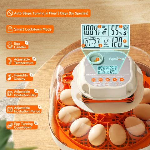 APDOE bandeja 30 huevos para codorniz, diseño que asegura posicionamiento exacto