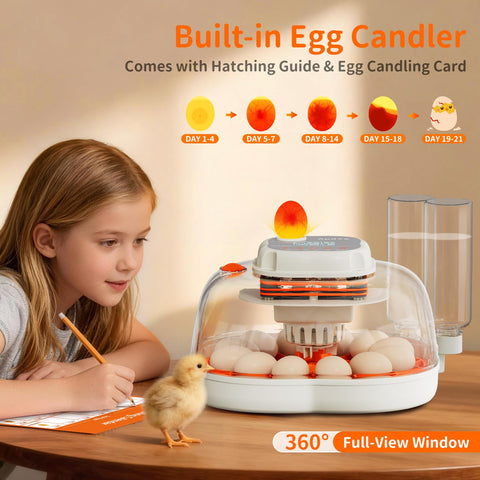 APDOE candeler integrado iluminando un huevo, permite seguimiento de embriones