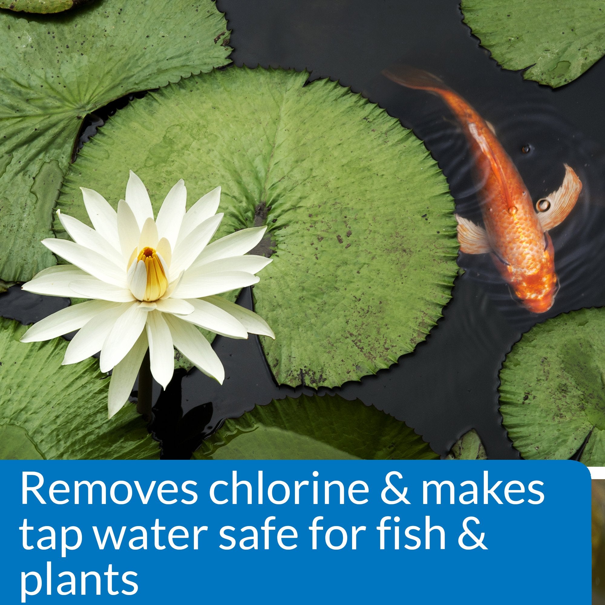API aplicación del producto en estanque, protección inmediata para peces