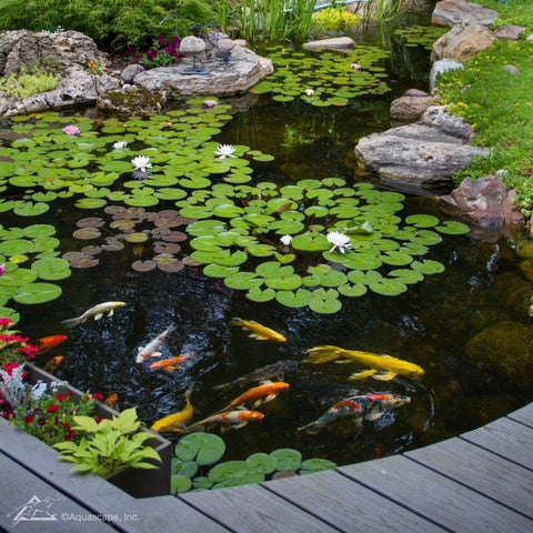 Aquascape botella junto a una regla para comparar tamaño y dosificación