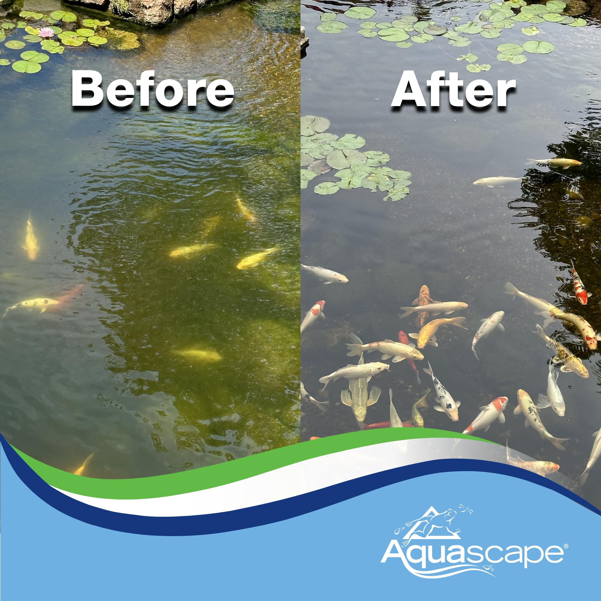 Aquascape comparación antes y después mostrando mayor claridad del agua