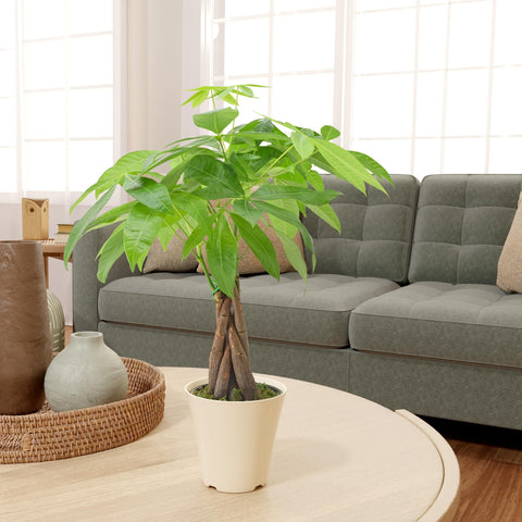 Arcadia Garden Products Pachira junto a una taza para comparar tamaño y escala real