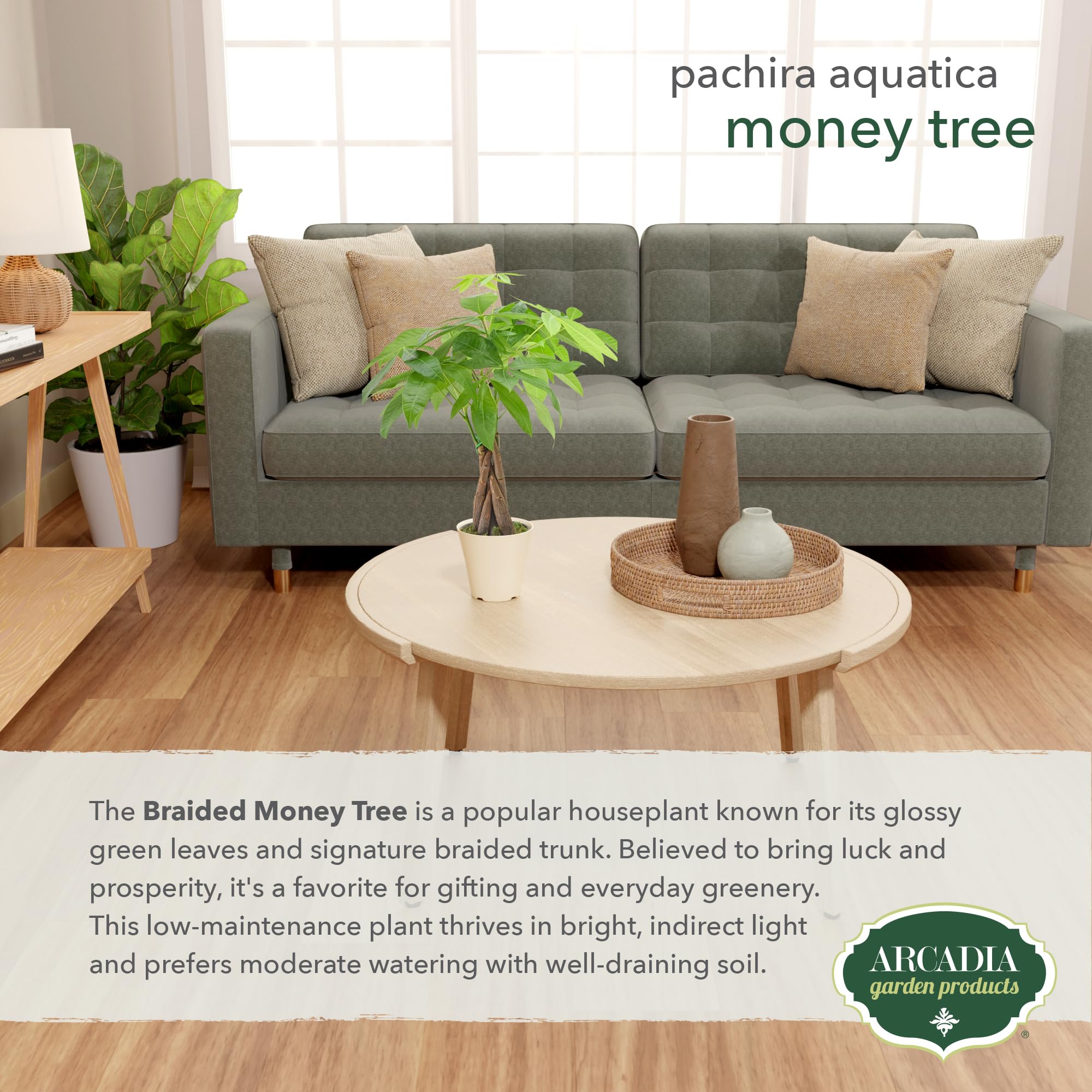 Arcadia Garden Products Pachira colocada en escritorio aportando verdor y ambiente profesional
