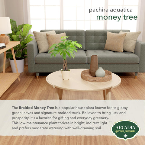 Arcadia Garden Products Pachira colocada en escritorio aportando verdor y ambiente profesional