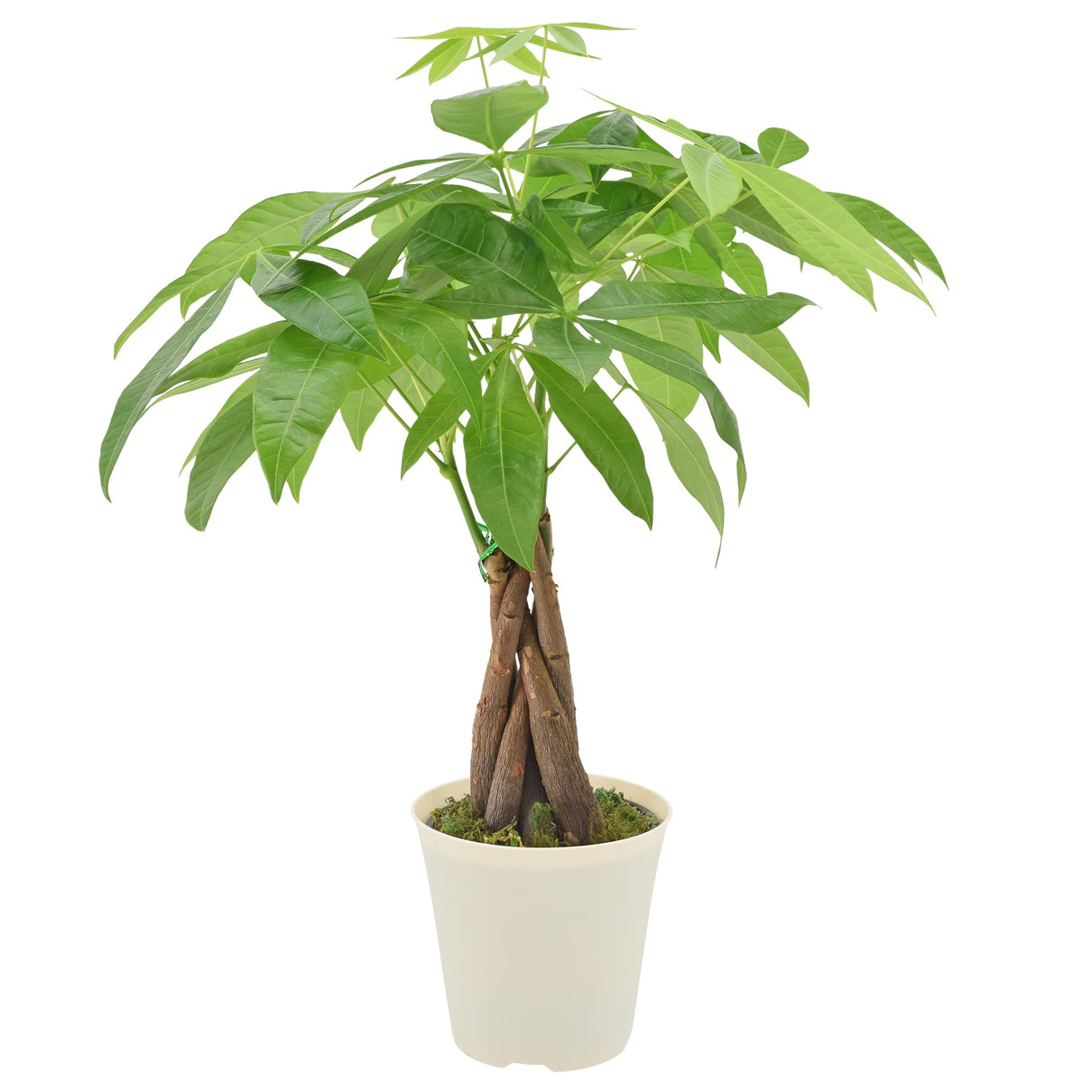 Arcadia Garden Products planta Pachira frontal mostrando porte decorativo y fácil cuidado