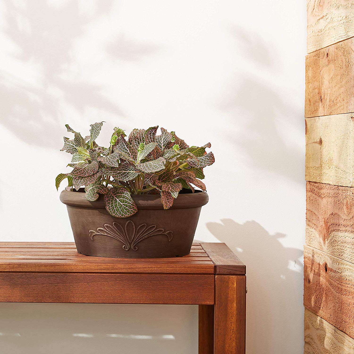 Arcadia Garden Products maceta con suculentas plantadas, ideal para interiores y balcones