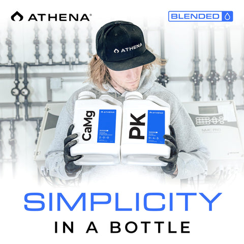 Athena producto en un cultivo hidropónico, mejora nutrición y vigor vegetal